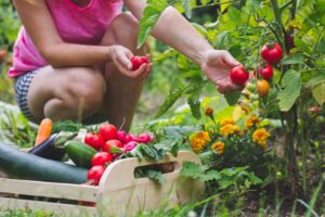 recolte fruits legumes du jardin maison