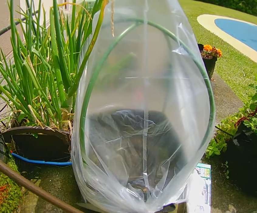 simple plastique comme serre protege plante