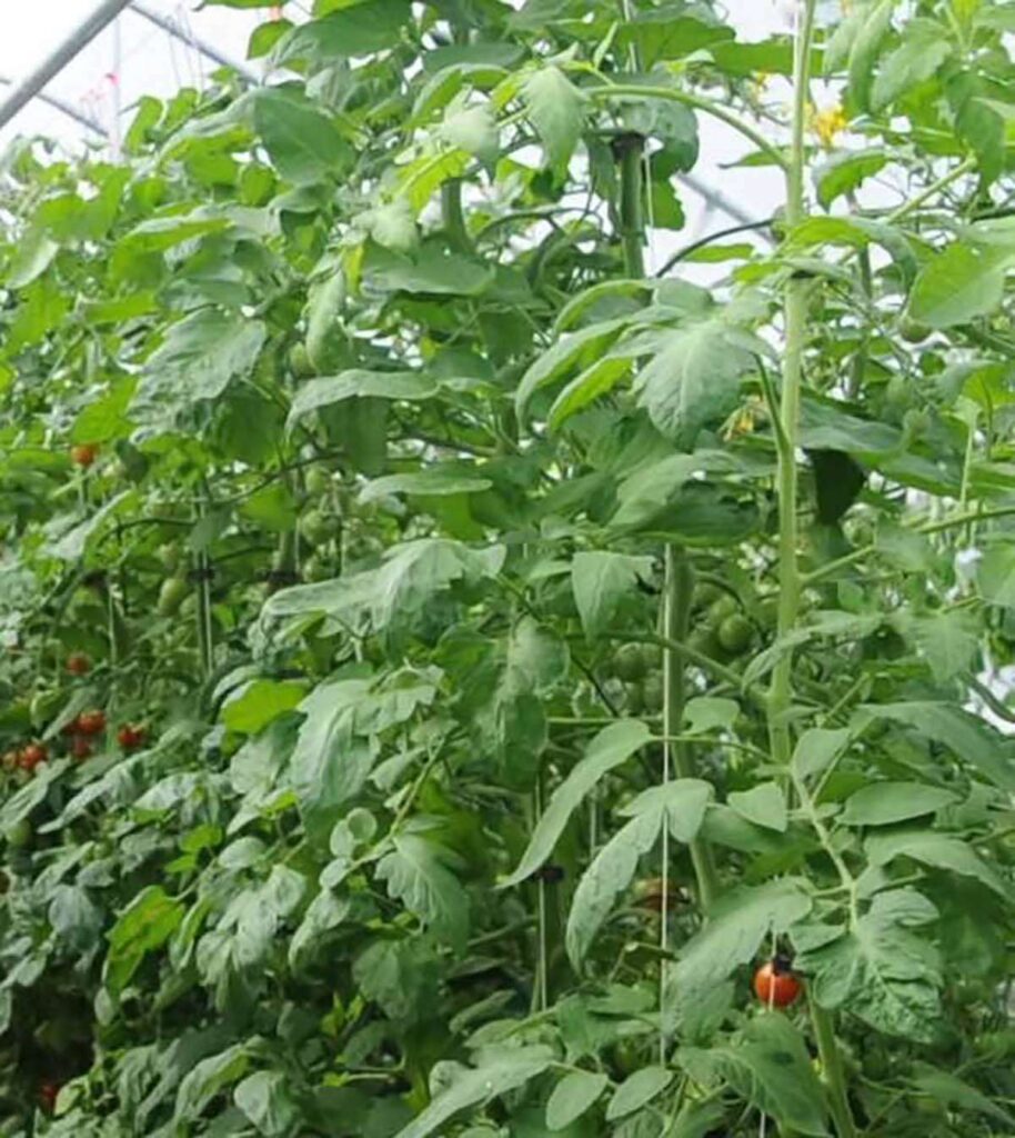 haut plant de tomate dans serre