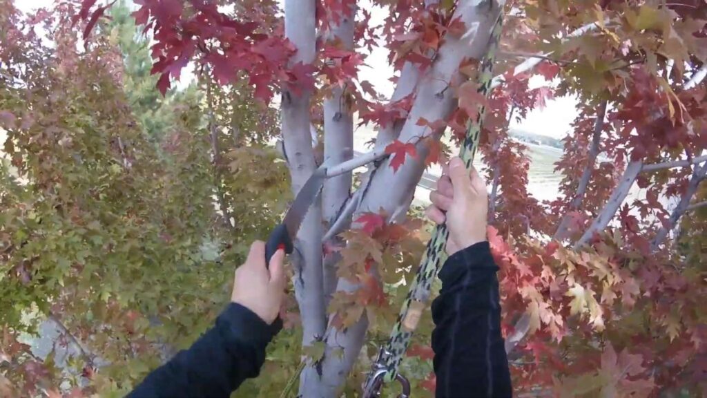 taille arbre en automne
